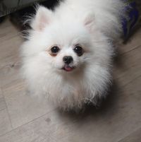 （分類：）位於 。 由 samsungc70002018-08454 提交（商品編號 1385615883，圖片 1）。簡介： 。