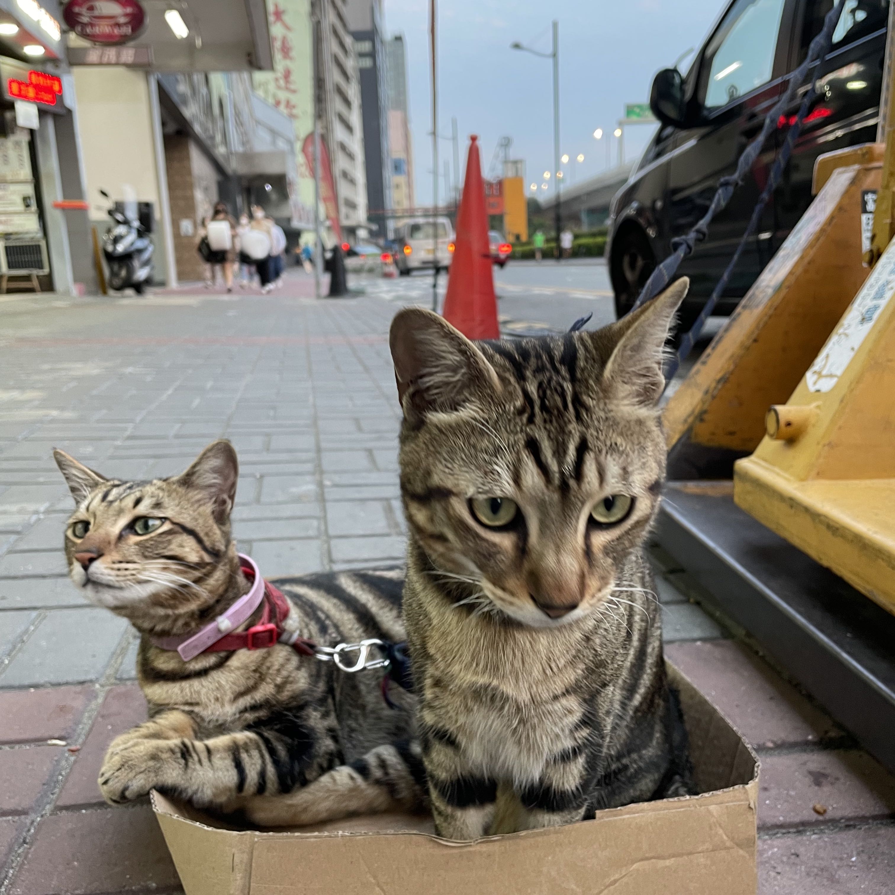 （分類：）位於 。 由 wanderingmeowww 提交（商品編號 1353055326，圖片 1）。簡介： 。