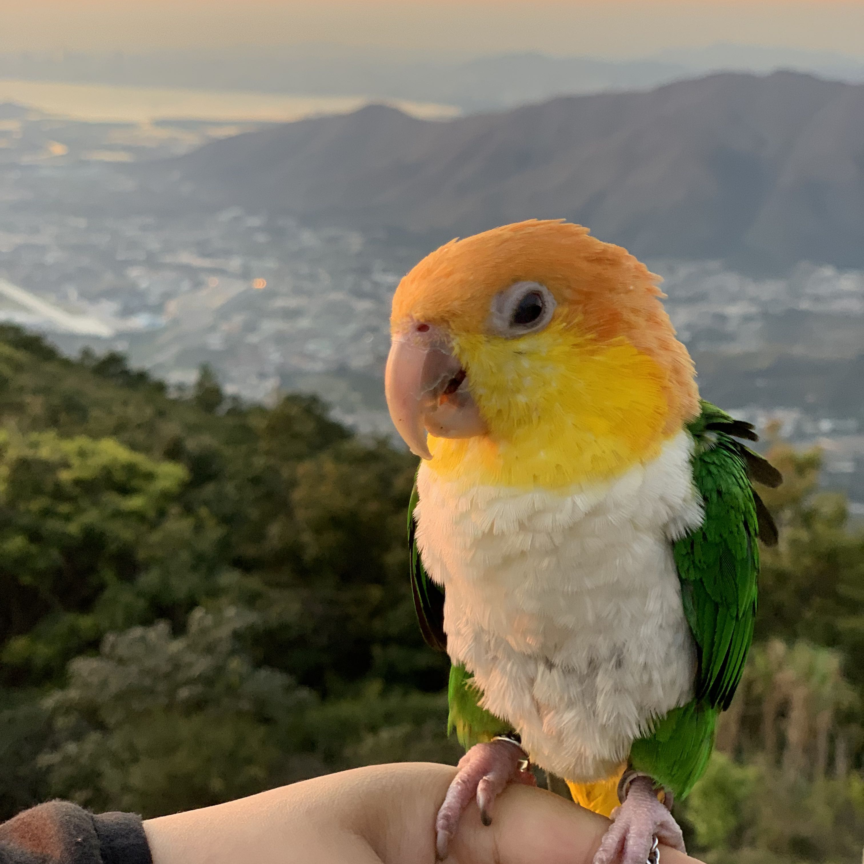 Avatar