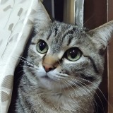 由 Alice._.1106 (刊登 ID 1384423062，圖片 1) 提交，位於 的 (類別：)，說明：。
