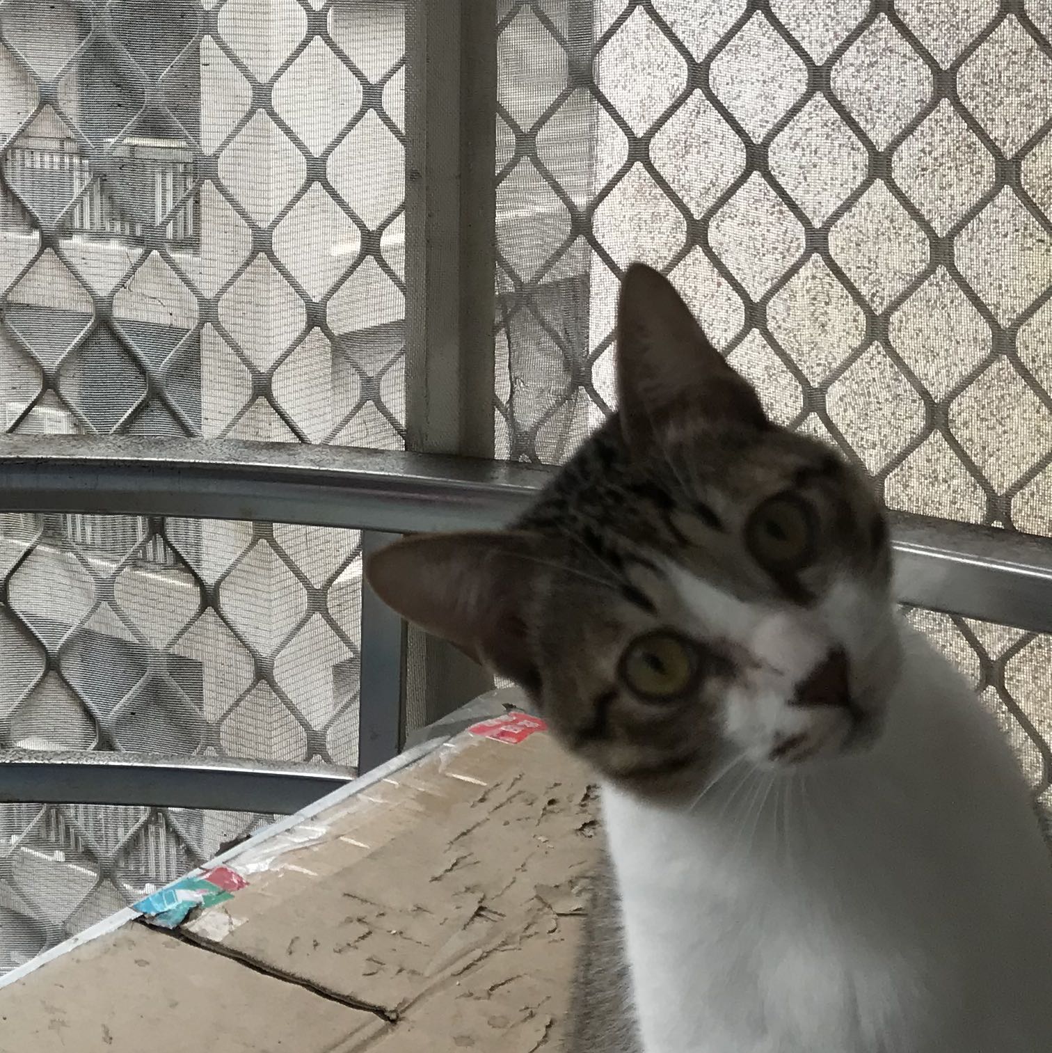 頭像