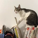 由 42147 (刊登 ID 1381561336，圖片 1) 提交，位於 的 (類別：)，說明：。