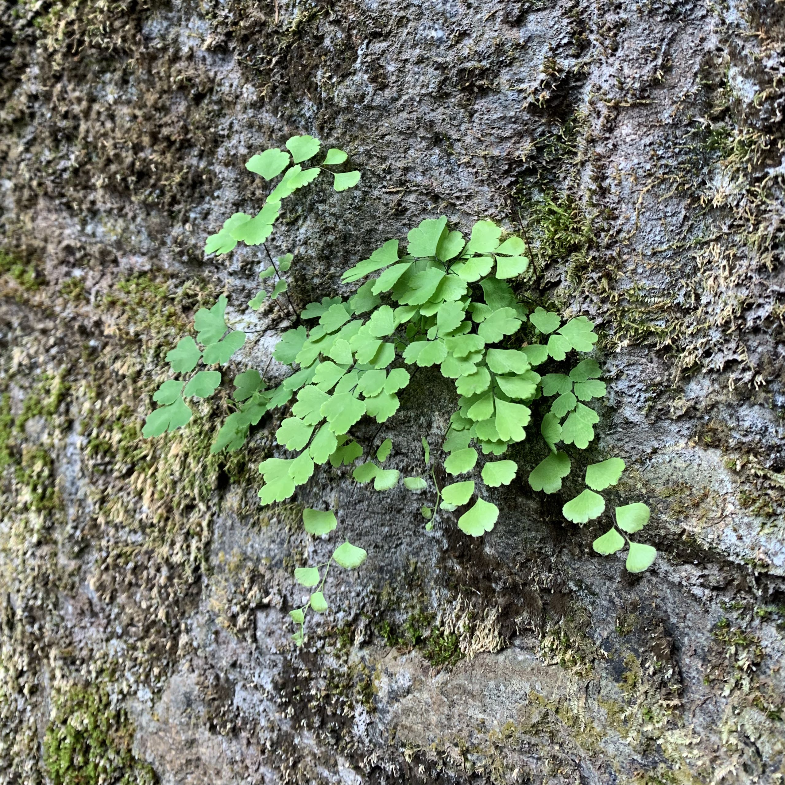 （分類：）位於 。 由 avocat 提交（商品編號 1377263988，圖片 1）。簡介： 。