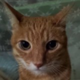 由 tiffanytititle (刊登 ID 1385914914，圖片 1) 提交，位於 的 (類別：)，說明：。