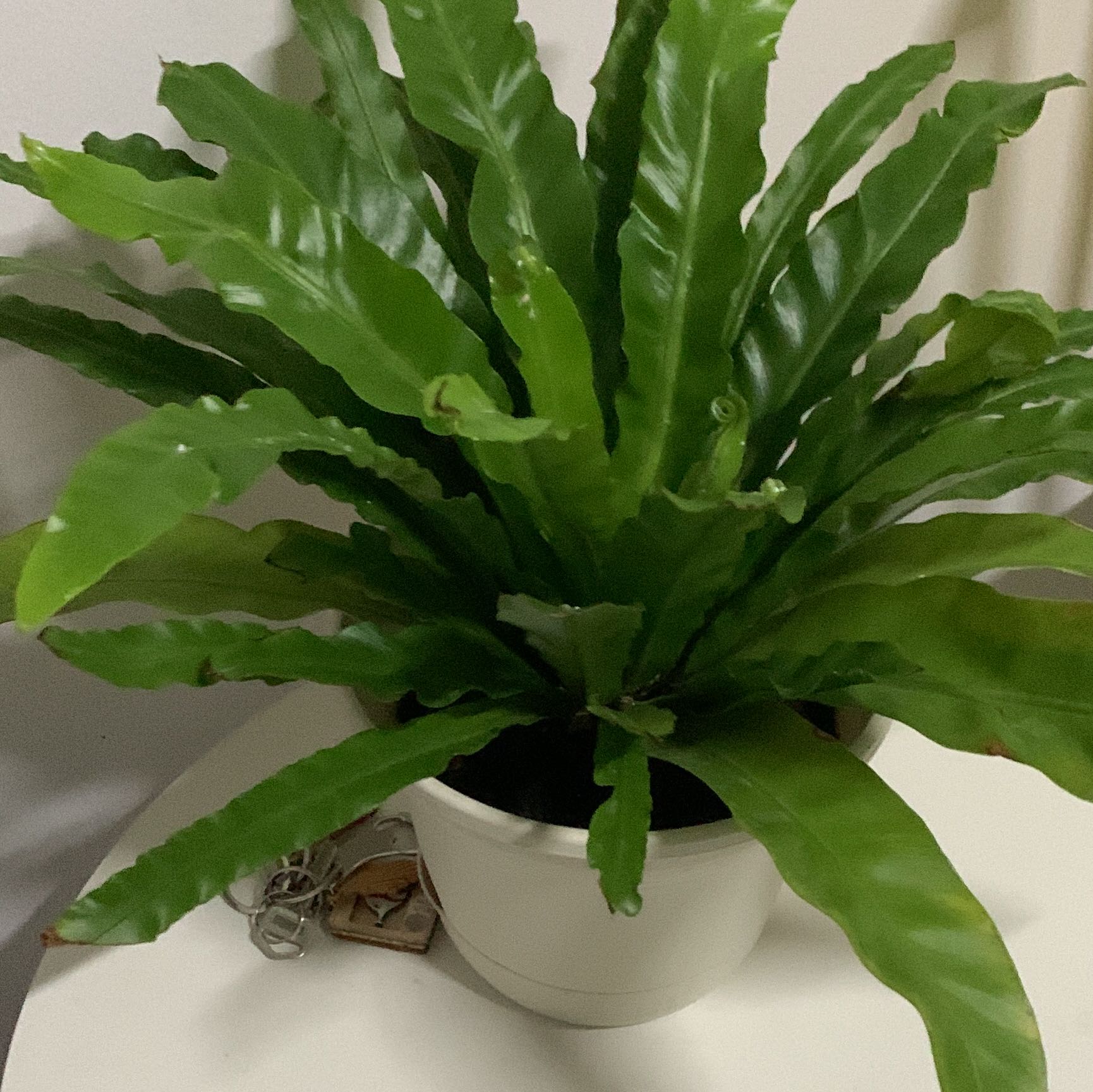 (Category: ) located in . Submitted by CobiDan (Listing ID 1443465720, Image 1). Description: .