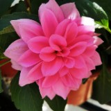 （分類：）位於 。 由 elsa_suen 提交（商品編號 1352087299，圖片 1）。簡介： 。