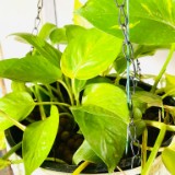 (Category: ) located in . Submitted by iloveplantdecor (Listing ID 1381115302, Image 1). Description: .