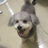 由 billy880711 (刊登 ID 1378739156，圖片 1) 提交，位於 的 (類別：)，說明：。