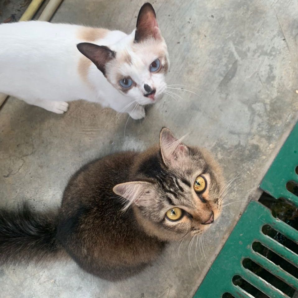 (Category: ) located in . Submitted by ladynurul (Listing ID 1322136047, Image 1). Description: .