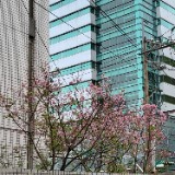 由 wwt0529 (刊登 ID 1383939661，圖片 1) 提交，位於 的 (類別：)，說明：。