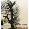 (Category: ) located in . Submitted by xinzifoo (Listing ID 1441375648, Image 1). Description: .