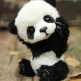 (Kategori: ) berada di . Dikirim oleh Panda.prelovedd (ID iklan 1383890947, Gambar 1). Deskripsi: .