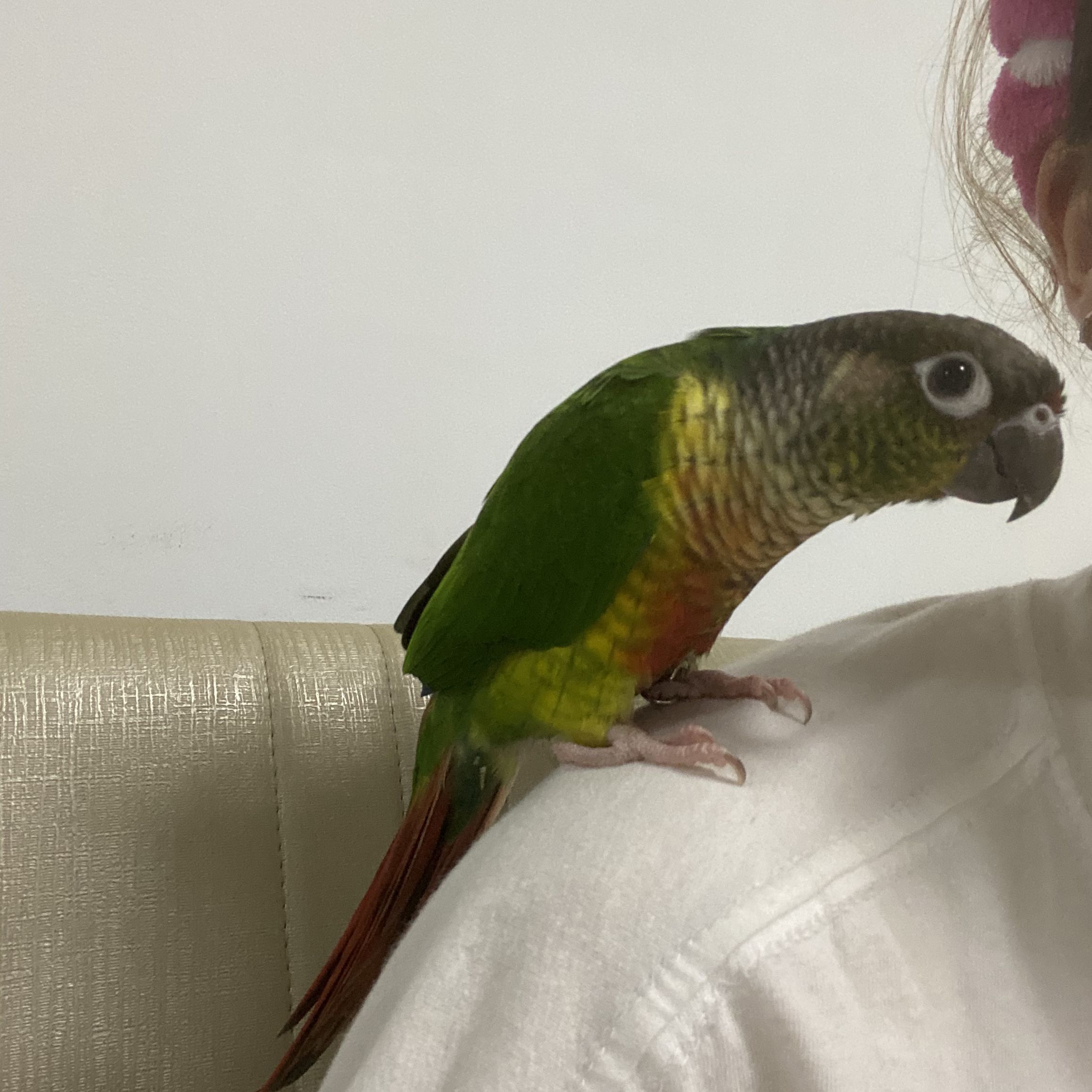 Avatar