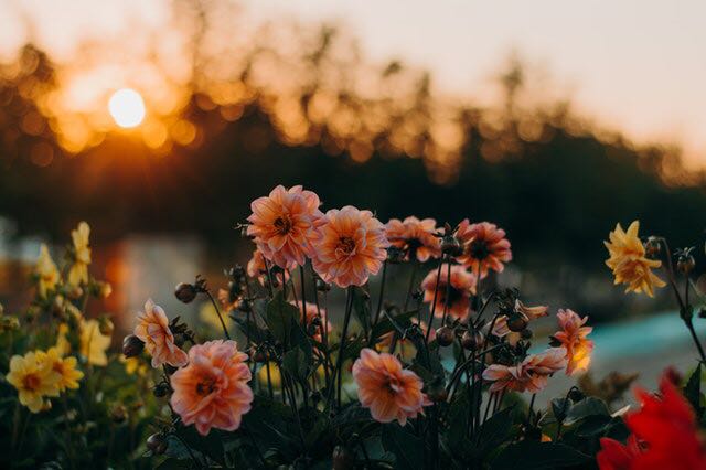 (Category: ) located in . Submitted by dreamingofmeadows (Listing ID 1153147150, Image 1). Description: .