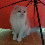 (Category: ) located in . Submitted by aidil74 (Listing ID 205794838, Image 1). Description: .