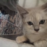 (Kategori: ) berada di . Dikirim oleh dohyunies (ID iklan 1358362292, Gambar 1). Deskripsi: .