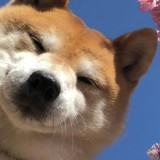 （分類：）位於 。 由 shiba.shiba 提交（商品編號 1341573949，圖片 1）。簡介： 。