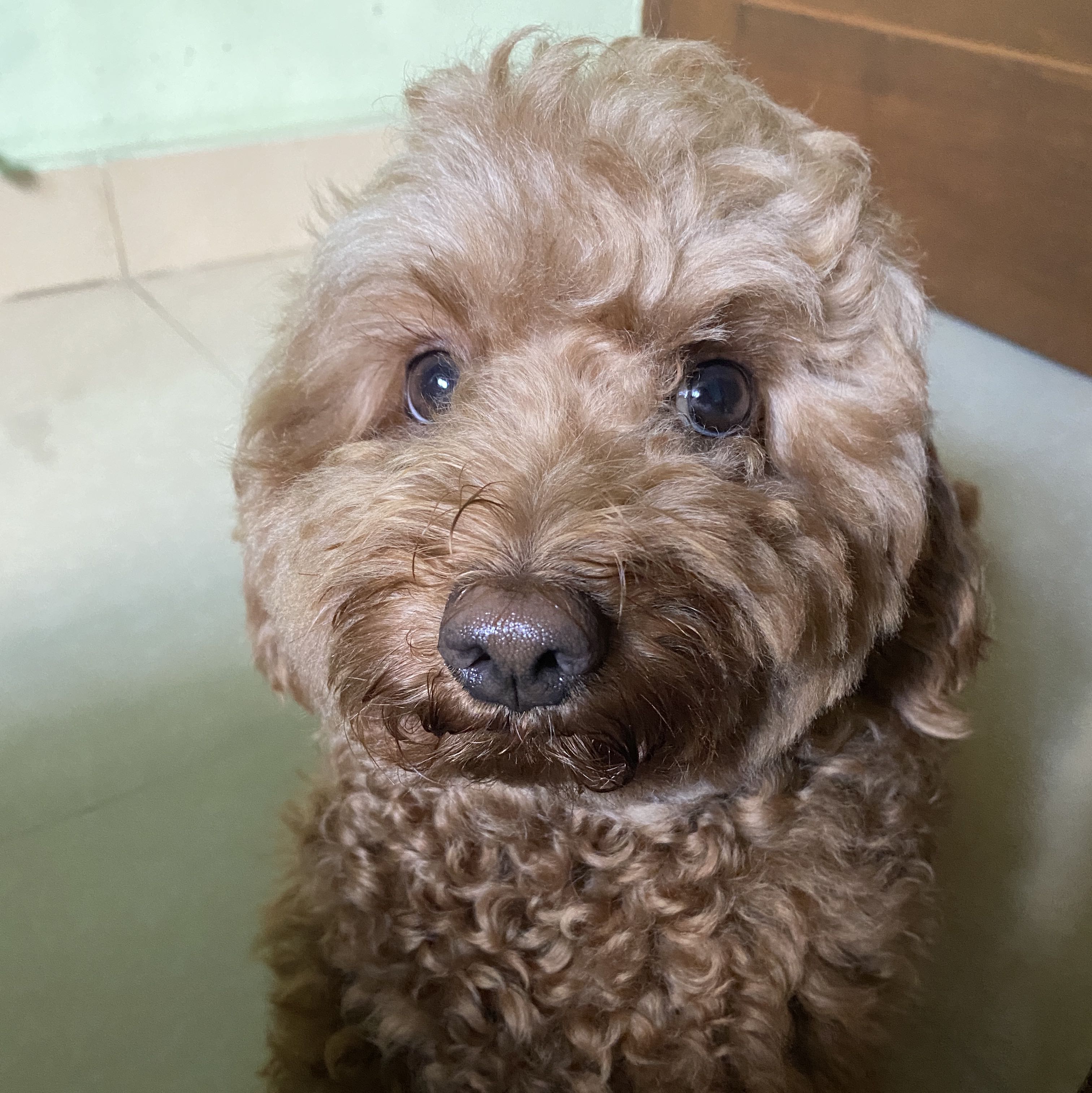 (Kategori: ) berada di . Dikirim oleh adoptmehh (ID iklan 1372418540, Gambar 1). Deskripsi: .