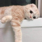 (Kategori: ) berada di . Dikirim oleh watiemae (ID iklan 1382379969, Gambar 1). Deskripsi: .