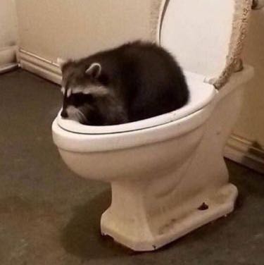 (Category: ) located in . Submitted by twilightsparkle234 (Listing ID 1096968058, Image 1). Description: .