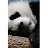 (Category: ) located in . Submitted by mrinr (Listing ID 1379004253, Image 1). Description: .