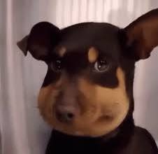 (Category: ) located in . Submitted by chilldoberman (Listing ID 1374294896, Image 1). Description: .