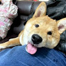 由 ghost1095 (刊登 ID 1386113481，圖片 1) 提交，位於 的 (類別：)，說明：。