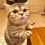 （分類：）位於 。 由 chiyeee 提交（商品編號 1381928152，圖片 1）。簡介： 。