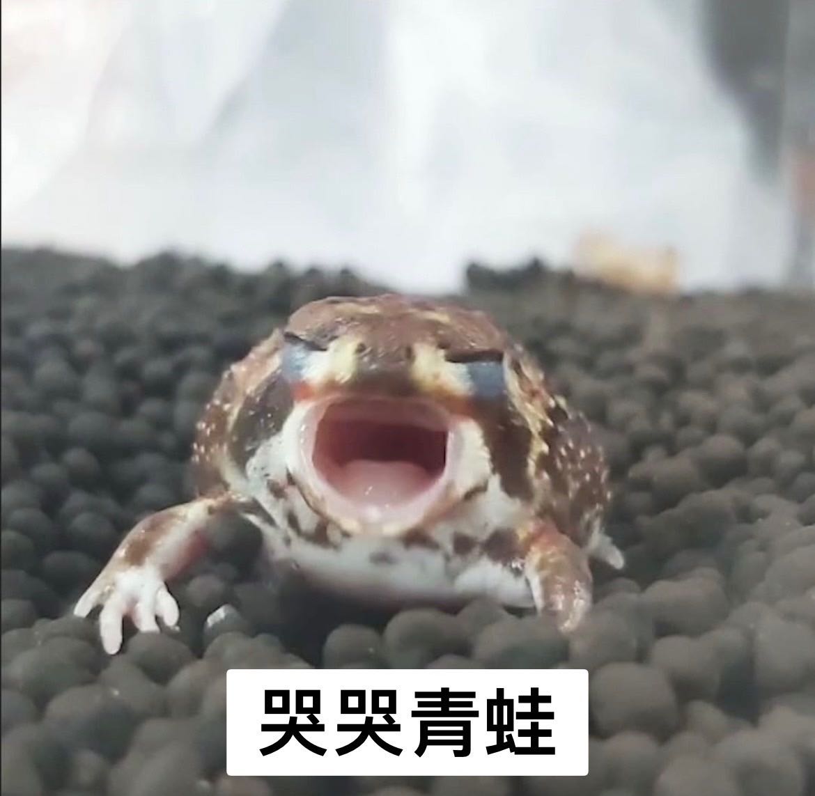 由 h89925 (刊登 ID 1380835432，圖片 1) 提交，位於 的 (類別：)，說明：。