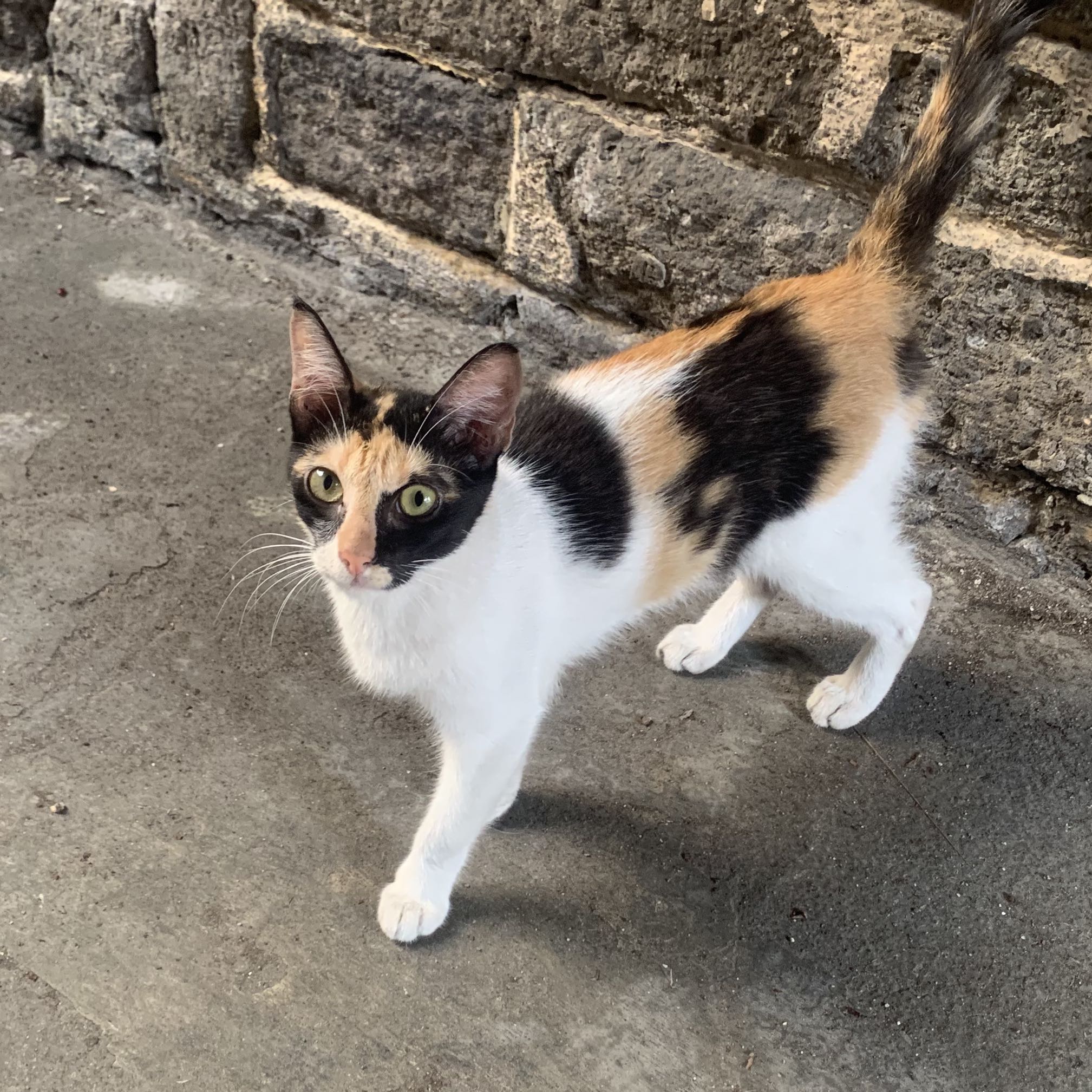 (Category: ) located in . Submitted by clamchowder19 (Listing ID 1382479618, Image 1). Description: .