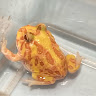 （分類：）位於 。 由 sy92178686 提交（商品編號 1378935896，圖片 1）。簡介： 。