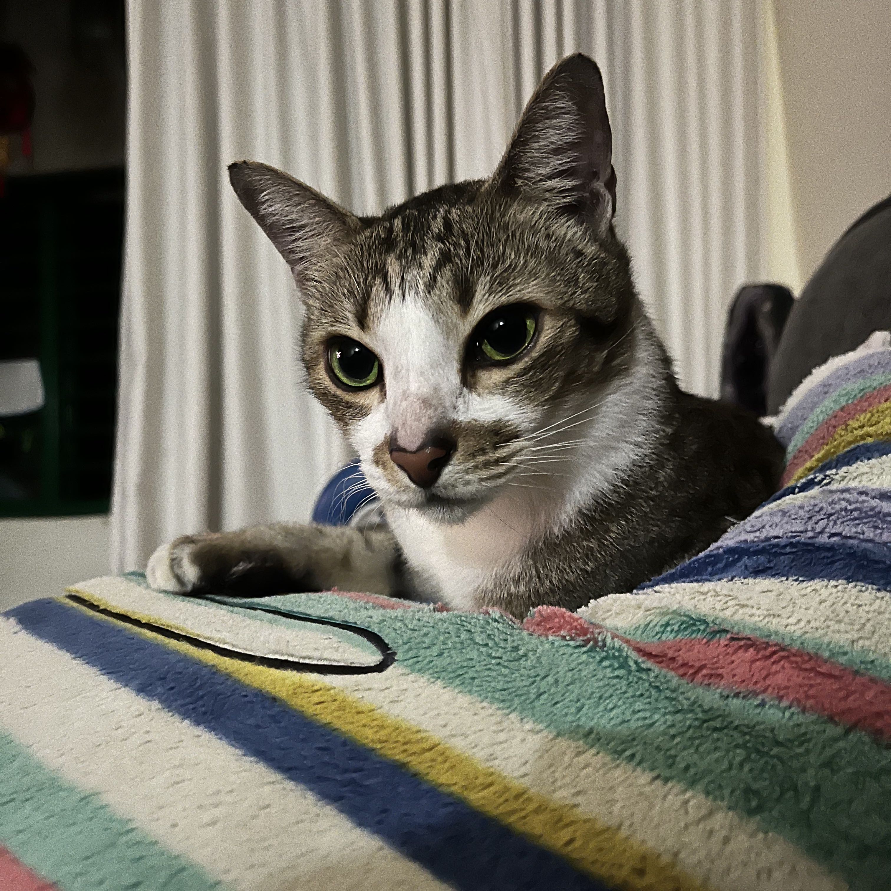 (Category: ) located in . Submitted by Maomaoservant (Listing ID 1464227291, Image 1). Description: .
