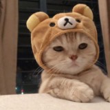(Category: ) located in . Submitted by simplysellings (Listing ID 1380456213, Image 1). Description: .