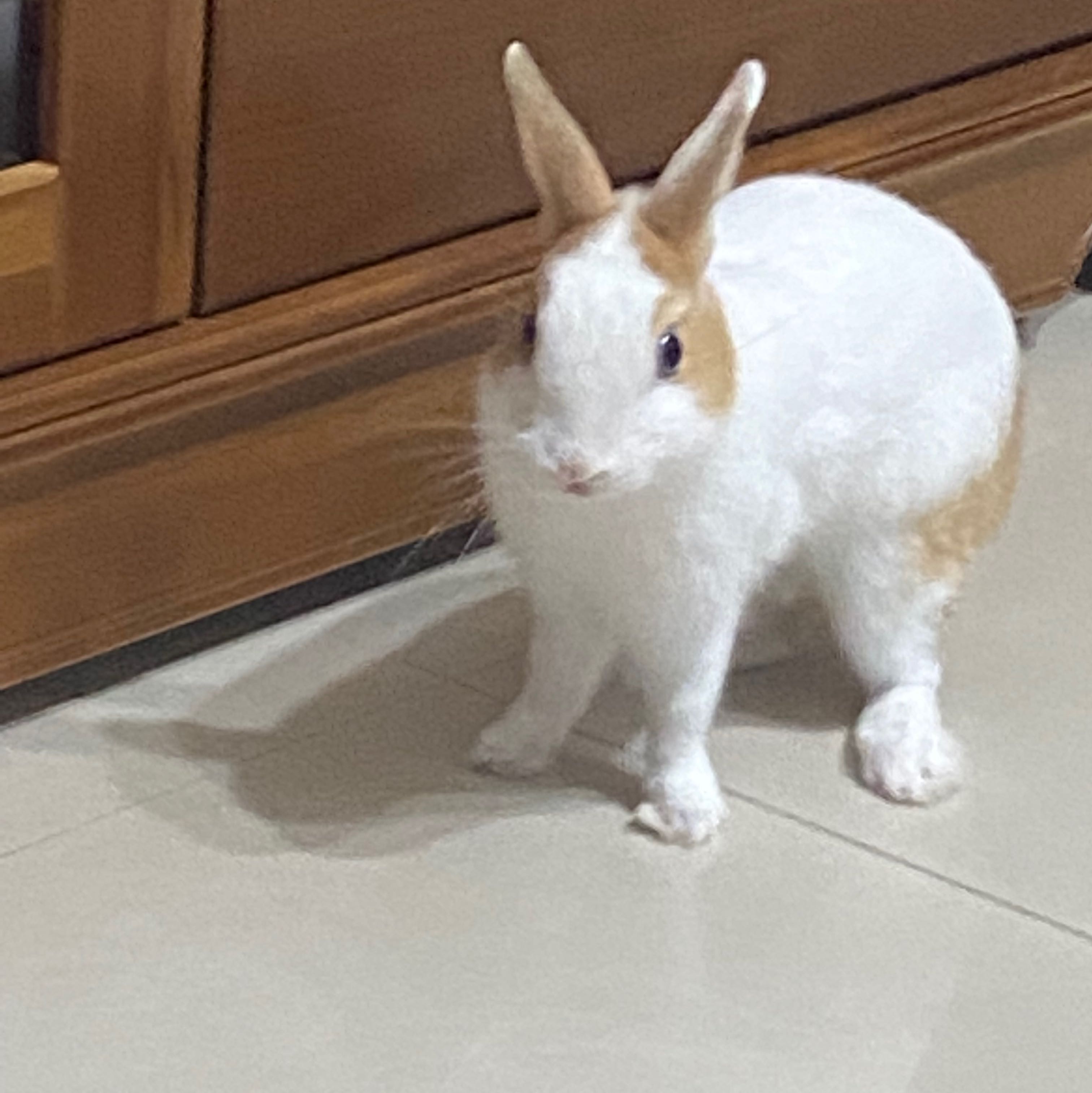 由 ivy_ivylin (刊登 ID 1363375456，圖片 1) 提交，位於 的 (類別：)，說明：。