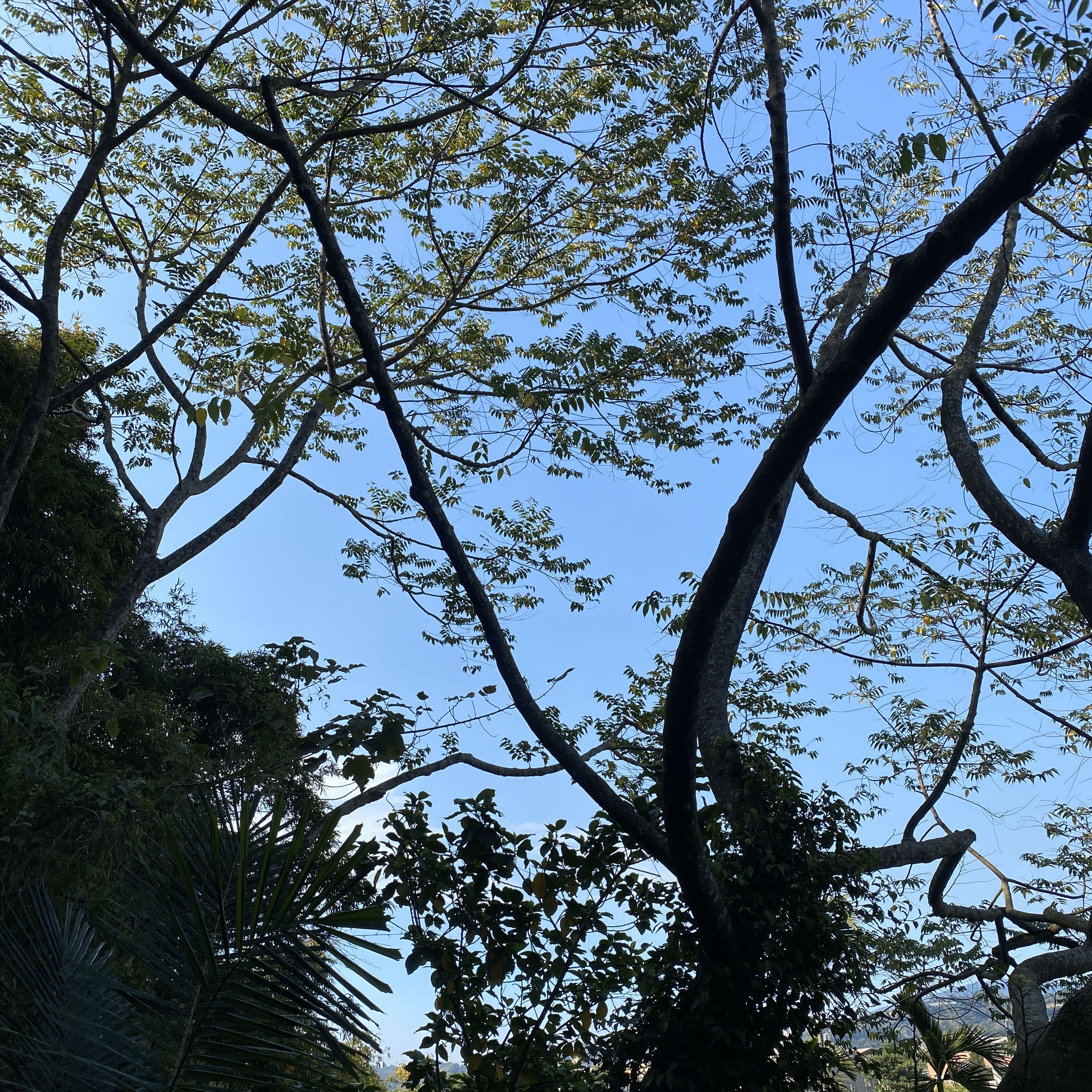 由 chiao10 (刊登 ID 1327273561，圖片 1) 提交，位於 的 (類別：)，說明：。