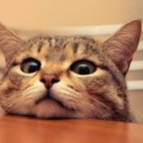 (分類:)位於 。 由 meowb___ 提交(商品編號 1454921111,圖片 1)。簡介: 。