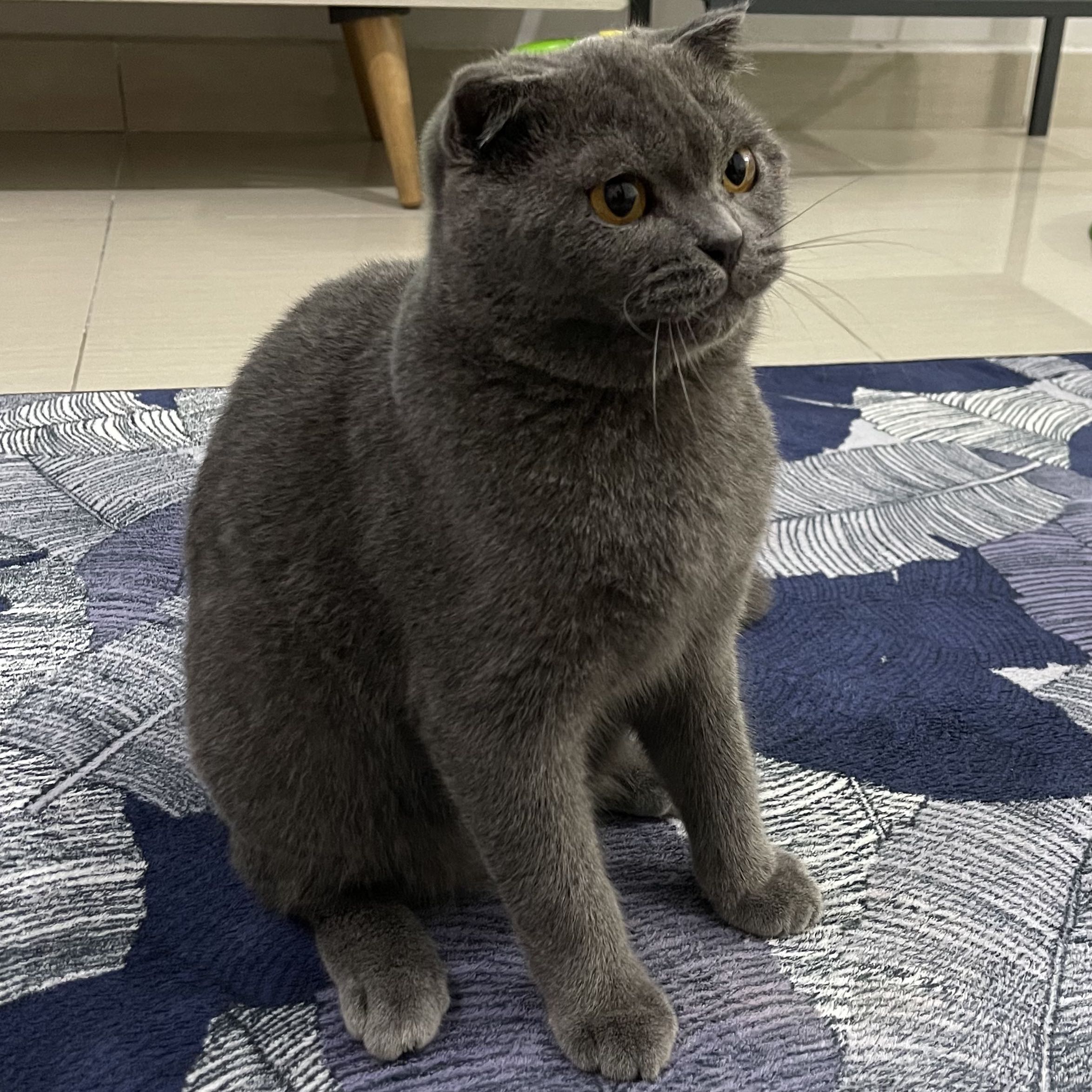 Avatar