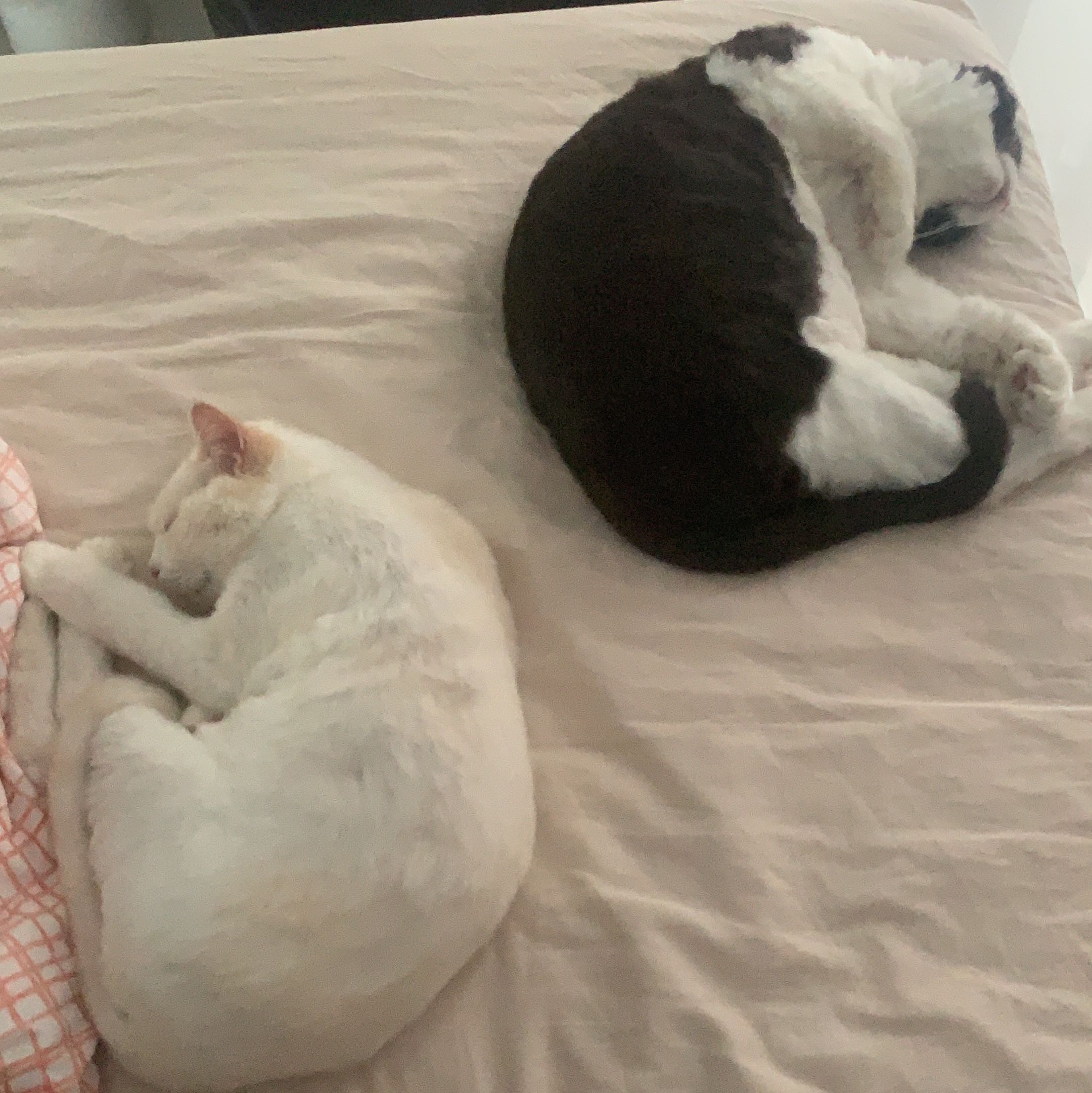 (Category: ) located in . Submitted by dtyqasd (Listing ID 1247351546, Image 1). Description: .