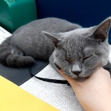 由 little_sheep19 (刊登 ID 1385371465，圖片 1) 提交，位於 的 (類別：)，說明：。