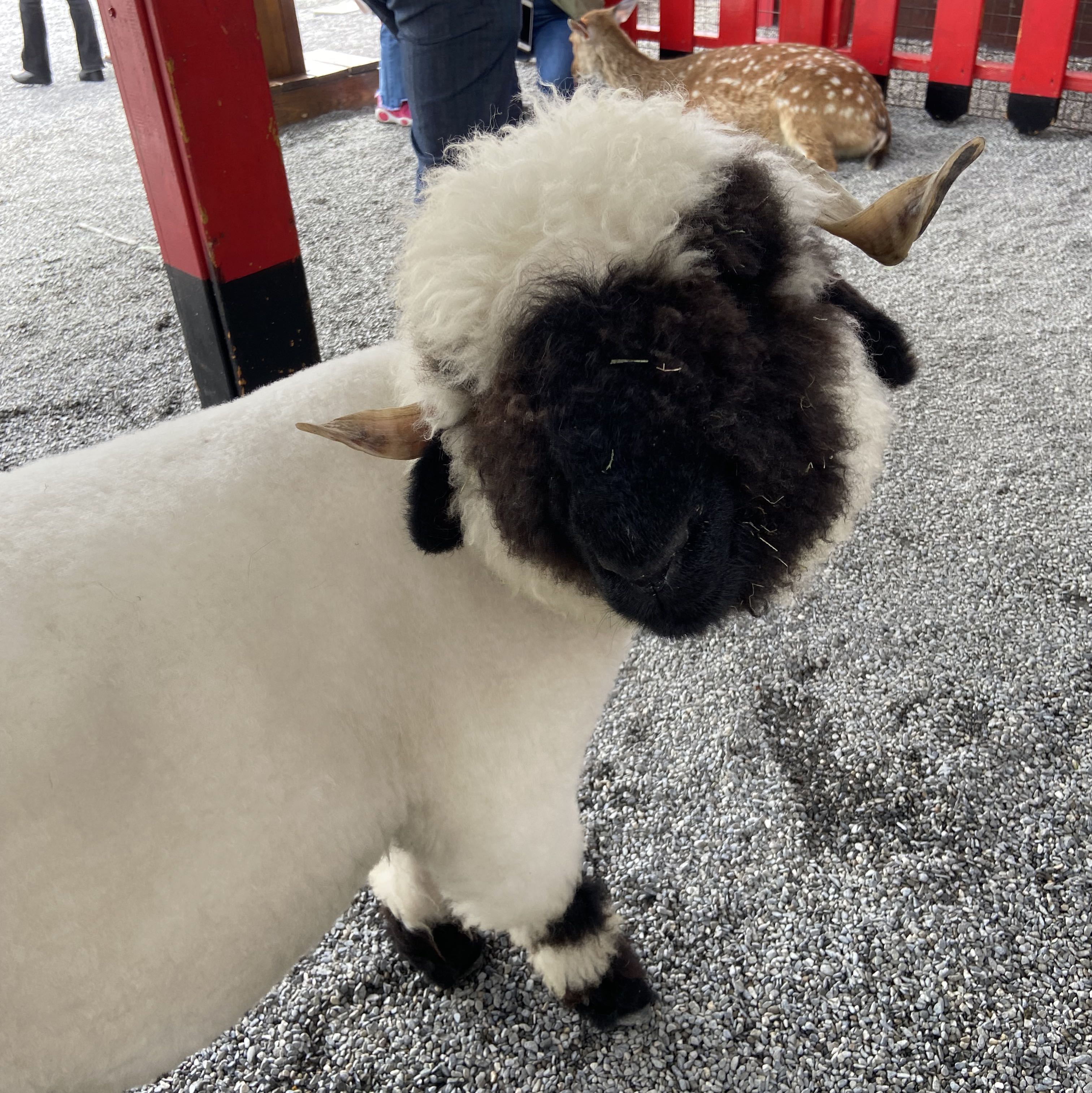 由 sophiasheep (刊登 ID 1382069579，圖片 1) 提交，位於 的 (類別：)，說明：。