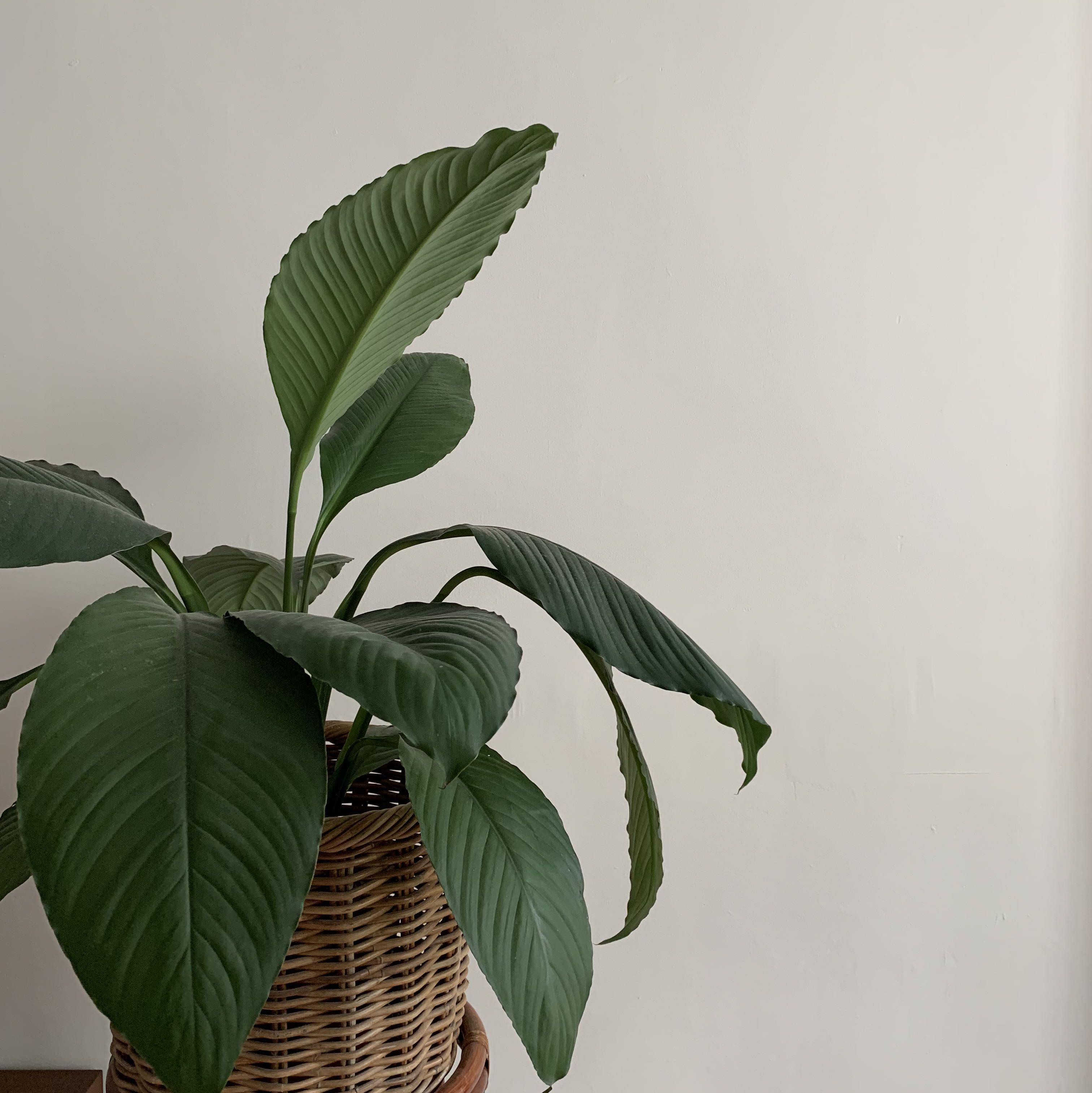 (Category: ) located in . Submitted by curcumin (Listing ID 1180514926, Image 1). Description: .