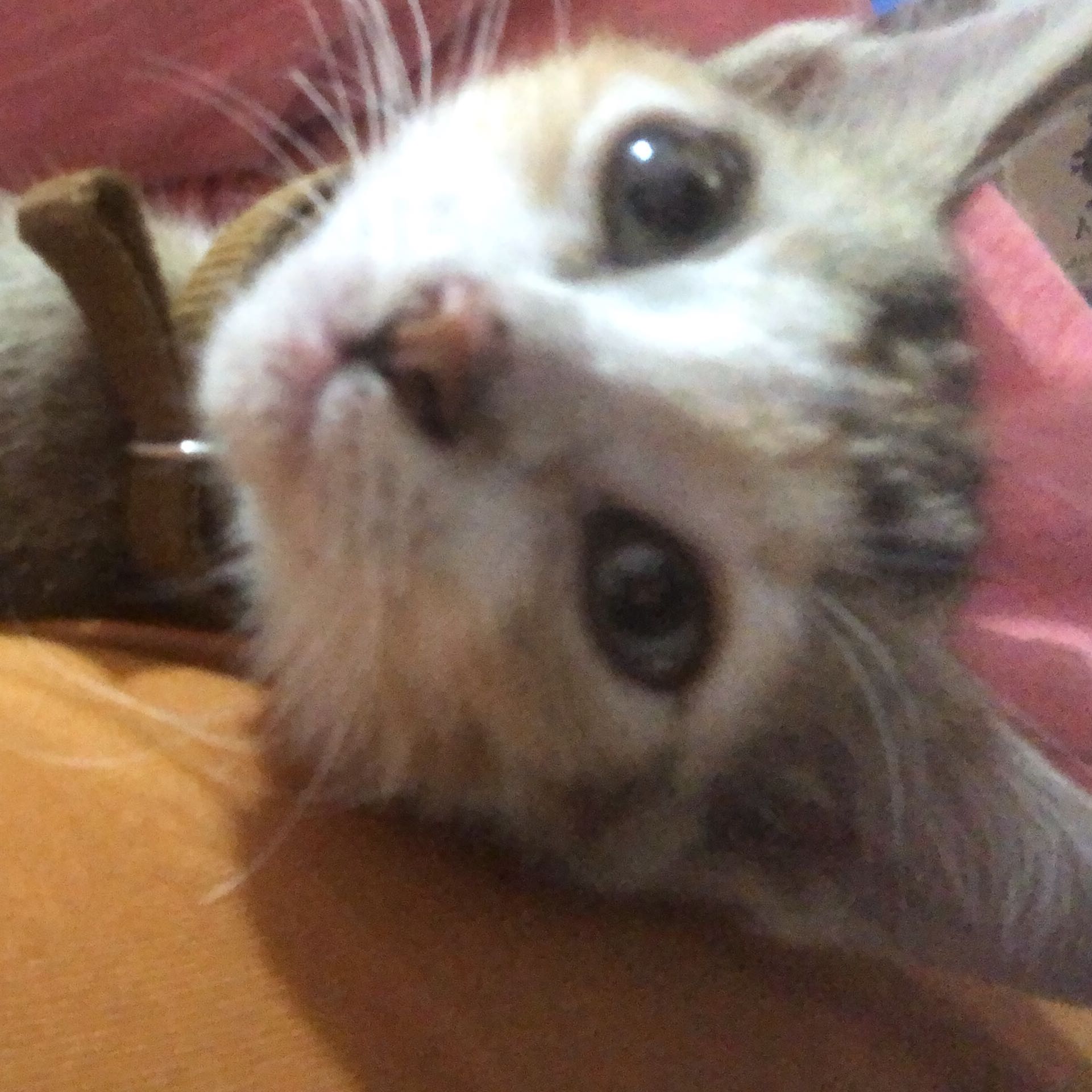 (Kategori: ) berada di . Dikirim oleh hellobekasi (ID iklan 1371506402, Gambar 1). Deskripsi: .