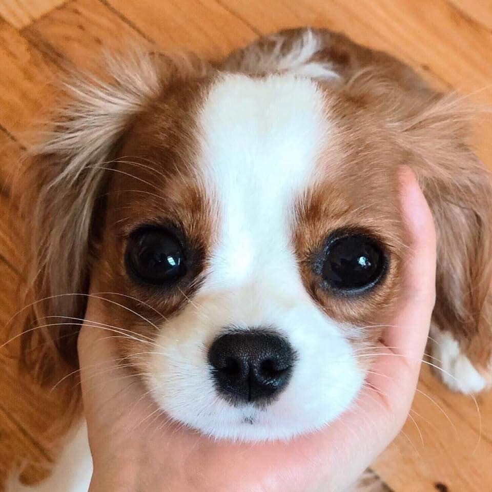 (Category: ) located in . Submitted by MaryPuppins (Listing ID 1335555377, Image 1). Description: .