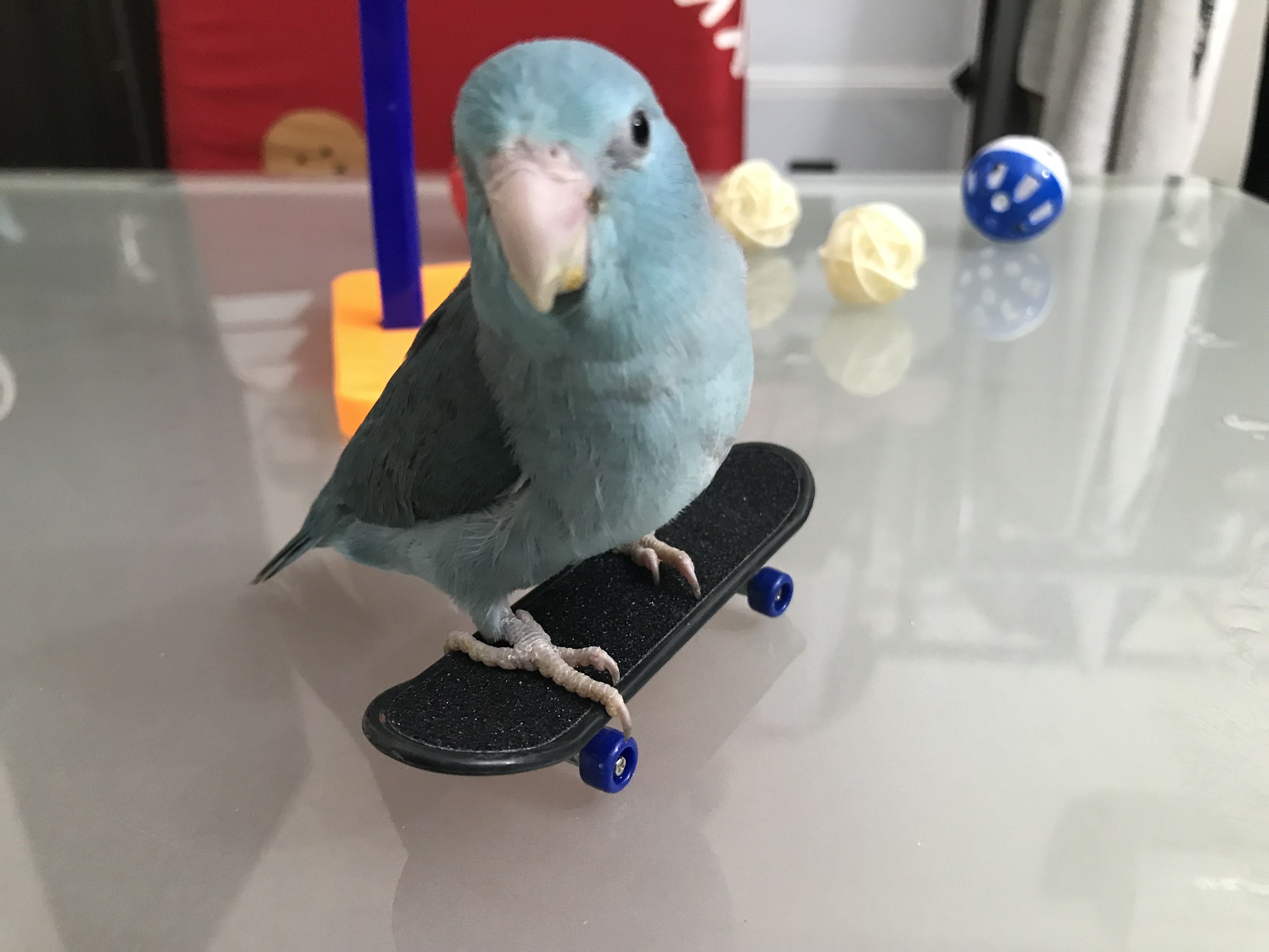 （分類：）位於 。 由 Parrotstore 提交（商品編號 1297352991，圖片 1）。簡介： 。
