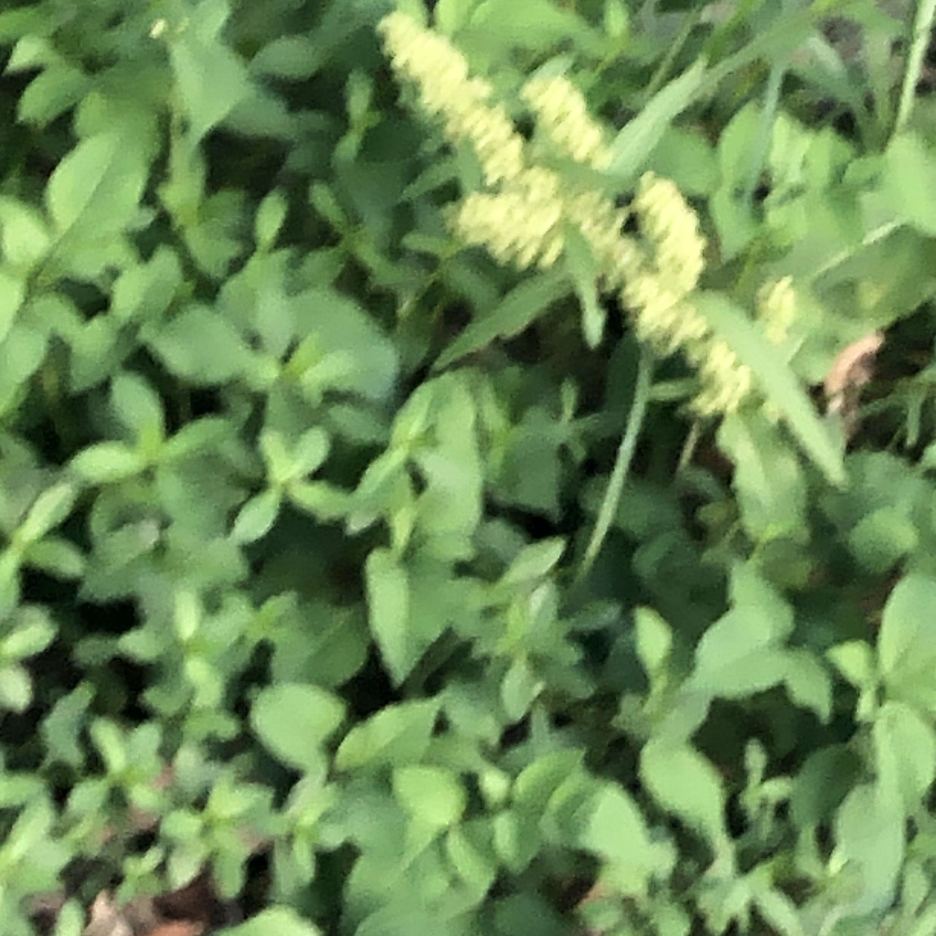 由 ynatural (刊登 ID 1378795041，圖片 1) 提交，位於 的 (類別：)，說明：。