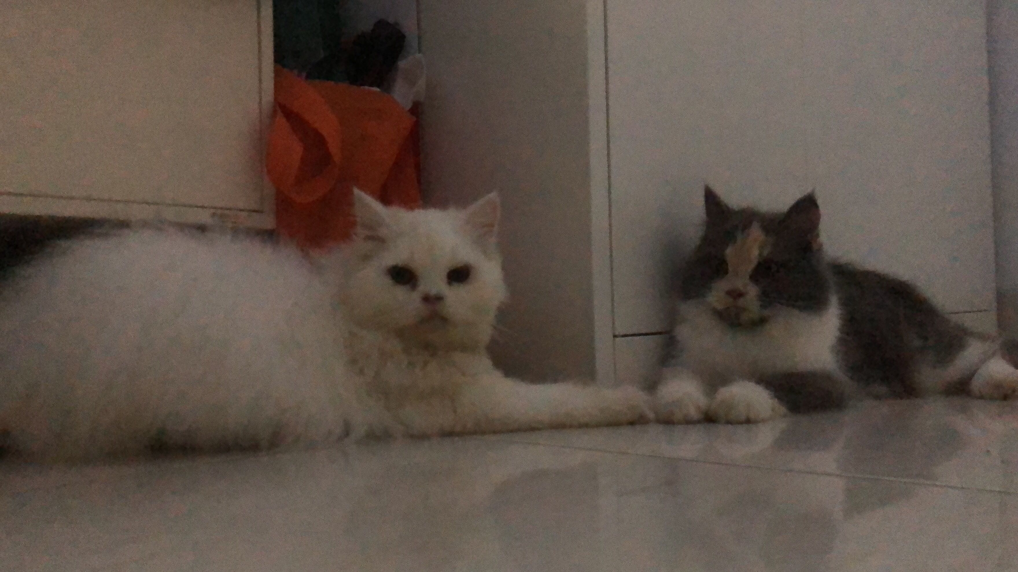 (Kategori: ) berada di . Dikirim oleh newmooom (ID iklan 1193474605, Gambar 1). Deskripsi: .
