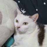 由 holly06028 (刊登 ID 1378899092，圖片 1) 提交，位於 的 (類別：)，說明：。
