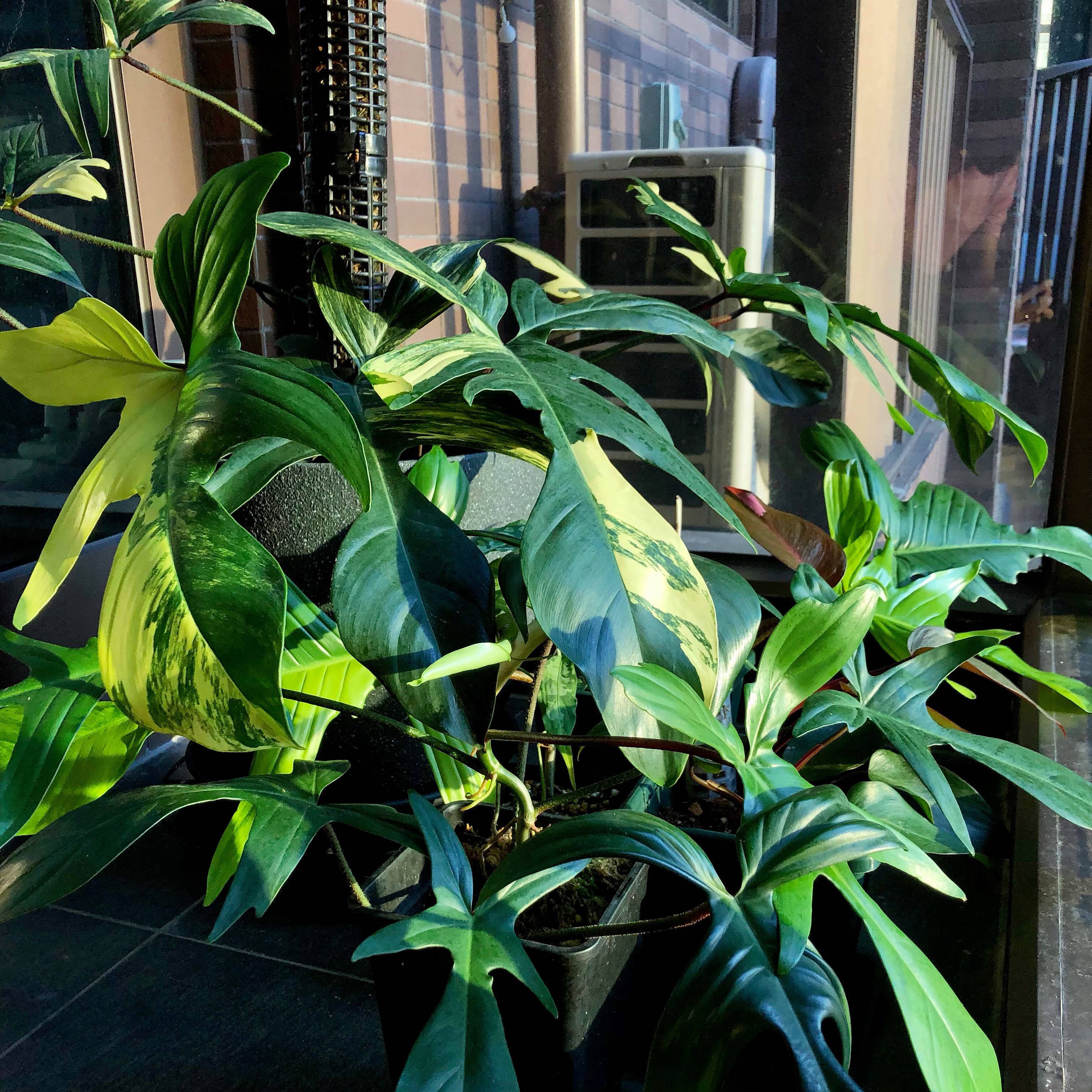 （分類：）位於 。 由 plantung 提交（商品編號 1307270938，圖片 1）。簡介： 。