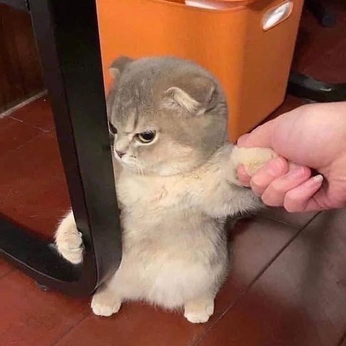 (Category: ) located in . Submitted by bunnybuttercup (Listing ID 1157663183, Image 1). Description: .