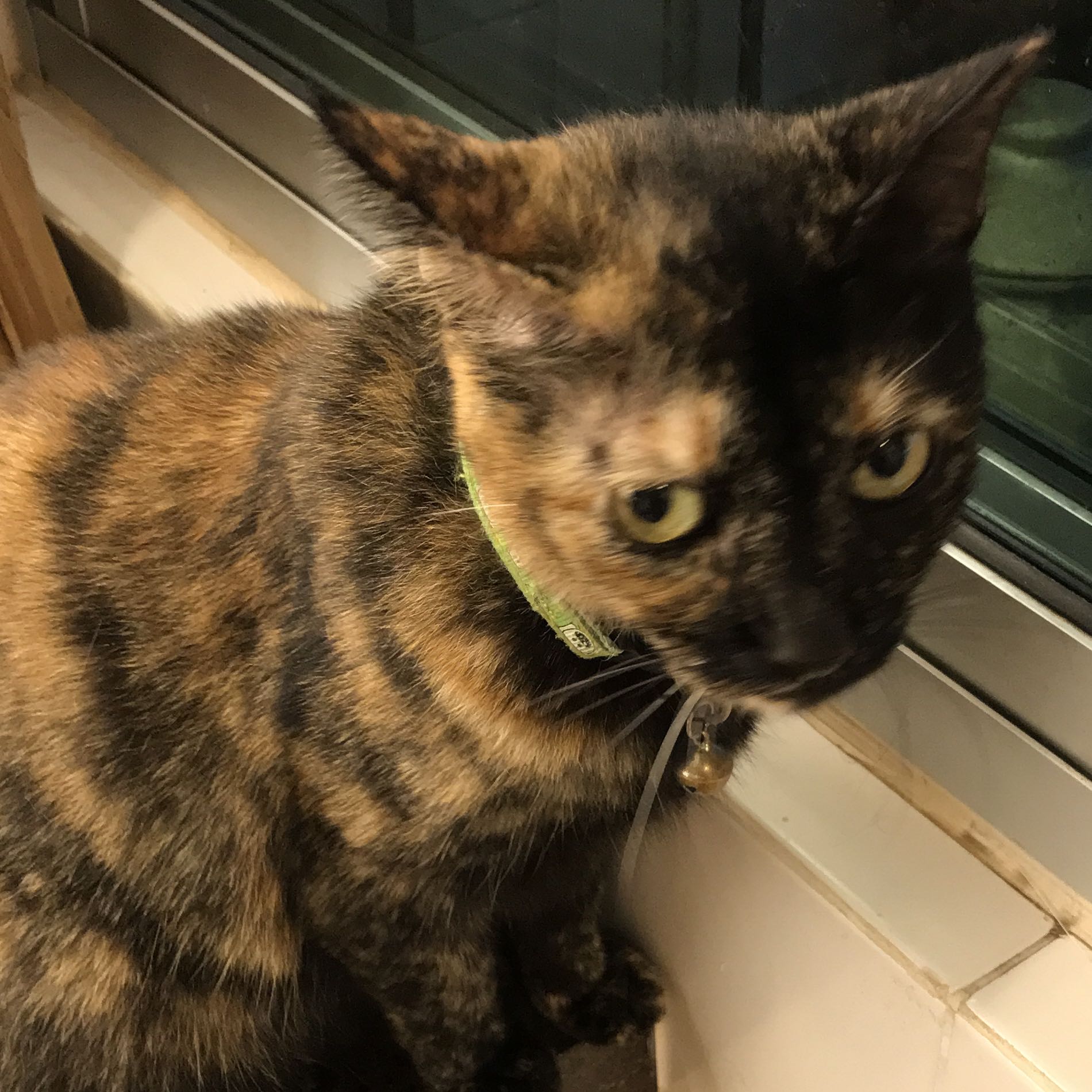 (Category: ) located in . Submitted by bluebell2108 (Listing ID 1383198661, Image 1). Description: .
